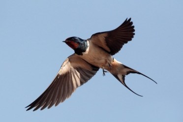 Swallow, Hirundo rustica